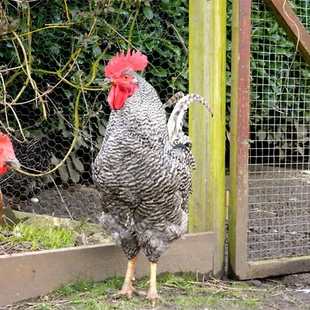 Cherrygarth ベッド・アンド・ブレックファスト White Hall