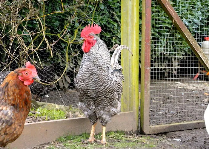 Cherrygarth Couette-café White Hall